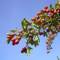Amics Arbres - Crataegus. La força de la salut 4/4/2024 - episode art