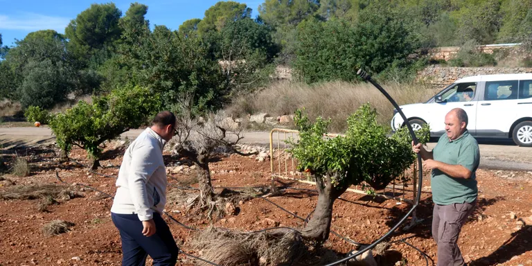 Unió de Pagesos vol ajuts directes i suport a la reconversió varietal per fer front a la crisi del sector dels cítrics