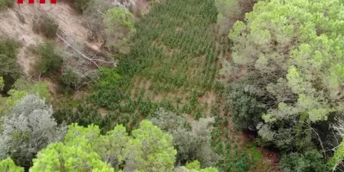 Mossos d’Esquadra continuen investigant si hi ha més persones implicades en el desmantallament d'una plantació de marihuana