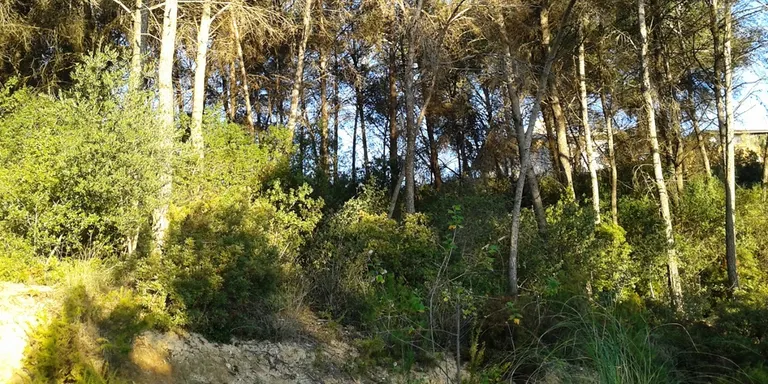 La neteja dels boscos municipals arriba a Sant Muç