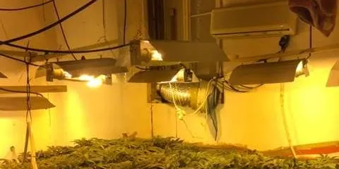 Agents dels Mossos comissien 210 plantes de marihuana a una casa particular de Pineda