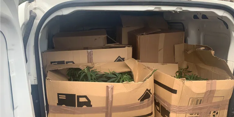 Dos detinguts en un control a Vidreres per transportar 600 plantes de marihuana en dues furgonetes