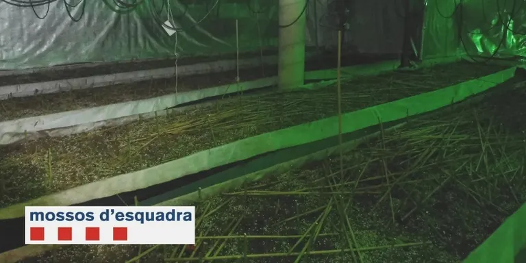 Desarticulat un grup especialitzat en el cultiu i tràfic de marihuana amb integrants de Rubí