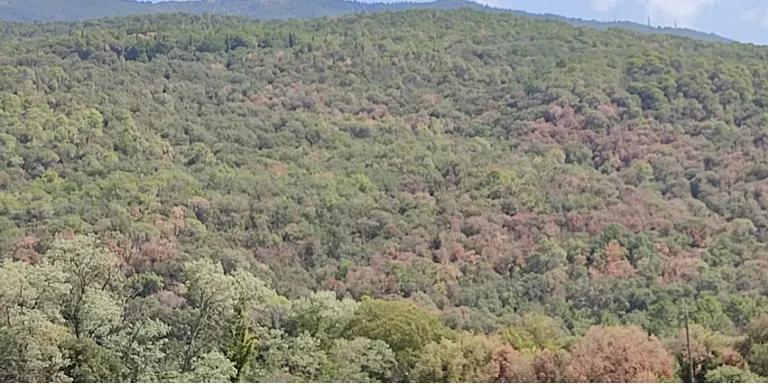 Entra en vigor la prohibició de fer foc al bosc