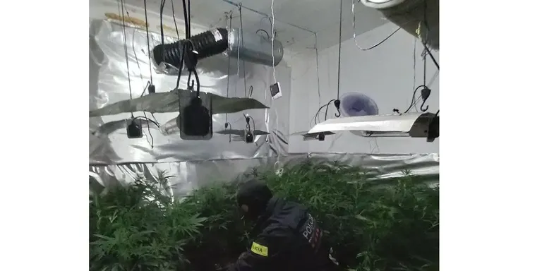 Desmantellada una plantació de marihuana a Roda de Berà