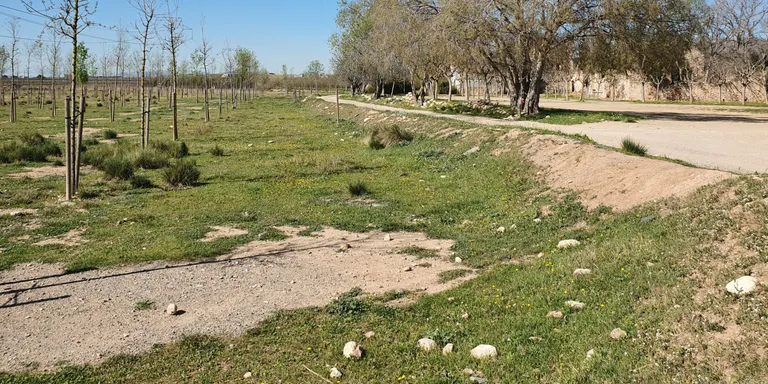 Els alumnes morellencs comencen la plantada a l'entorn de la Granja