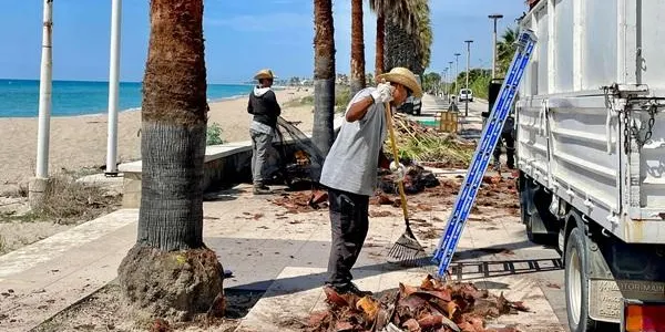 L’Ajuntament de Roda de Berà inicia la poda de 547 palmeres washingtònia