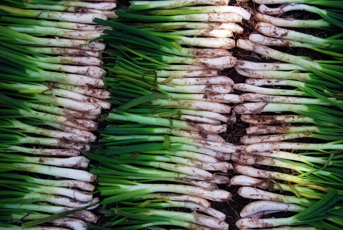 Calçotada Popular organitzada per Atzari