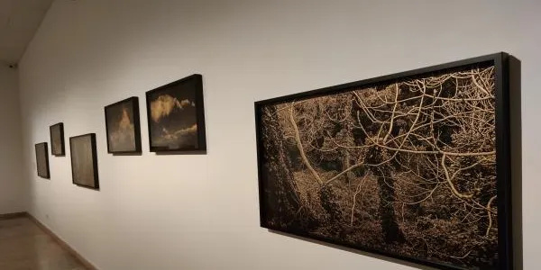 Fotos de natura sobre fons d'or, nova exposició del Museu d'Art Modern de la Diputació de Tarragona