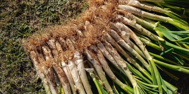 L’aparició del Calçofest reforça la temporada de calçotades
