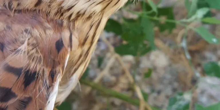 SUCESSOS: Presó per comercialitzar animals protegits a través d’internet