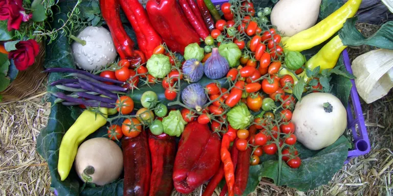 Fígols acollirà la VII Mostra Hortícola