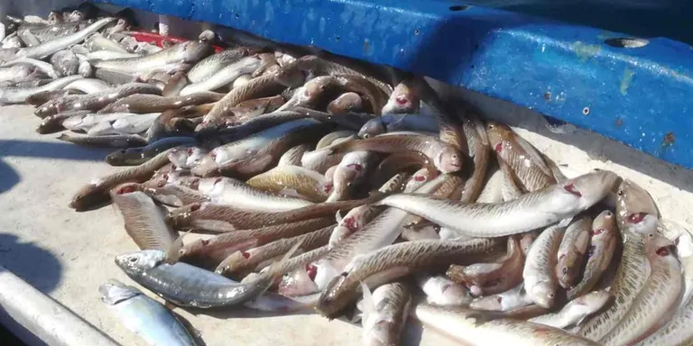 Els pescadors de Pineda coneixen bé el peix aranya i les conseqüències que pot tenir patir una pessigada