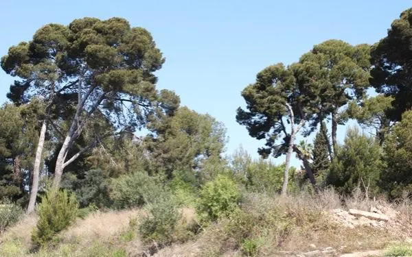 Foto: Arxiu - Altafulla Ràdio