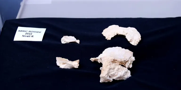 Apareixen fragments d'un crani de neandertal a l'Abric Romaní, la primera resta humana després de 40 anys d'excavacions