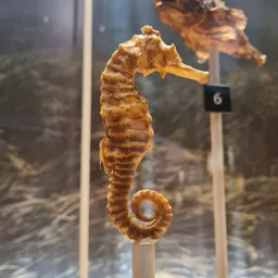 Navegant pel Museu - XXIV El cavallet de mar - episode art