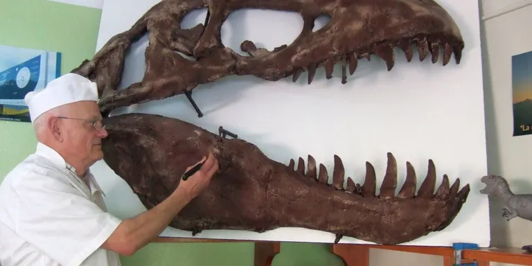 L'ADAU sorteja un crani de tiranosaure rex en xocolata