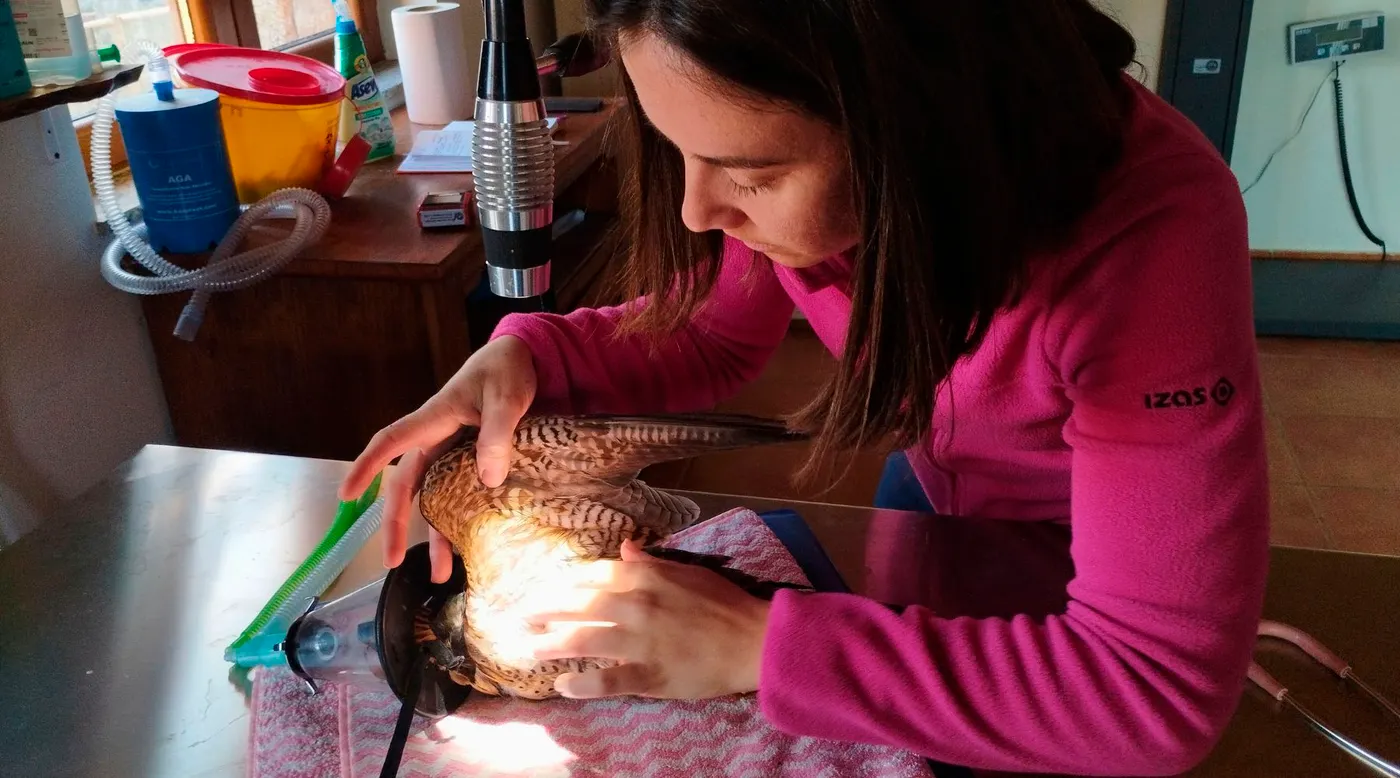 <strong>El Zoo del Pirineu ha pogut tornar a la natura 228 animals rehabilitats durant el 2023</strong>