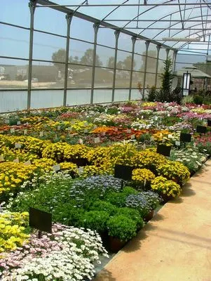 El IV Fòrum de Viles Florides fa parada a vivers de Vilassar de Mar i Premià de Dalt