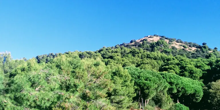 La plaga de l'escarbat tomicus perd intensitat als boscos del Maresme