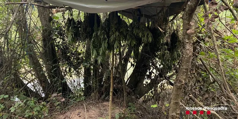 Dos homes accepten 3 anys de presó per cultivar més de 1.500 plantes de marihuana en un zona boscosa d'Olius
