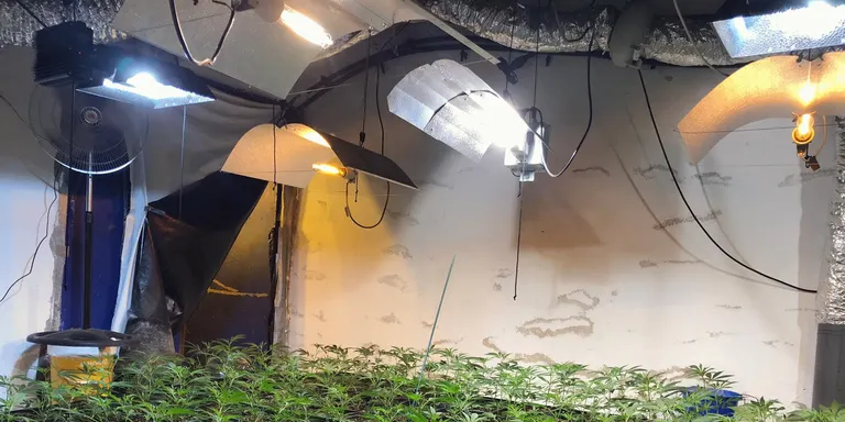 Desmantellada una plantació de marihuana situada en un local de Palafolls