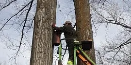 La Seu instal·la 11 caixes niu i 20 menjadores al Parc del Valira