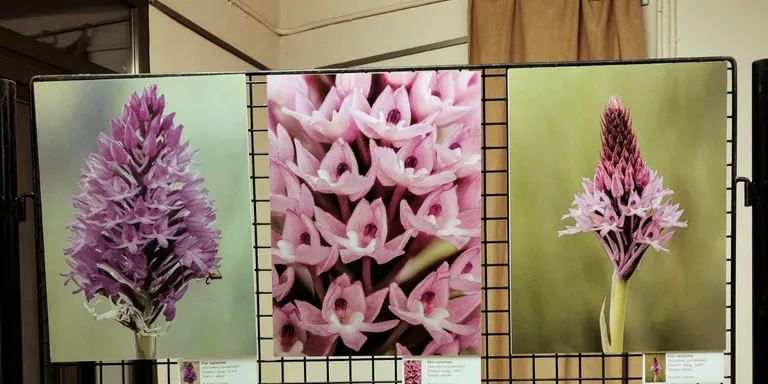 Dos fotògrafs aficionats montblanquins troben una orquídia inèdita, a la comarca