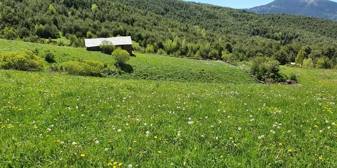 Localitzada a Josa de Cadí una planta de dall no identificada fins ara al Pirineu