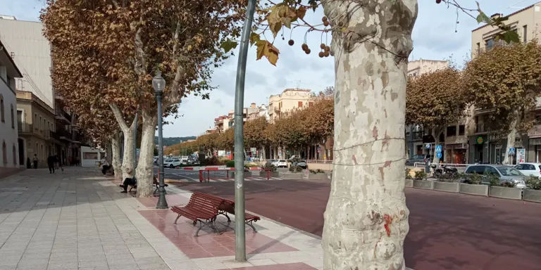 La plataneda de la Riera es troba en bon estat de salut