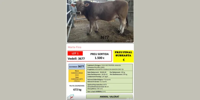 Èxit de la primera subhasta en línia de sementals de la vaca Bruna dels Pirineus