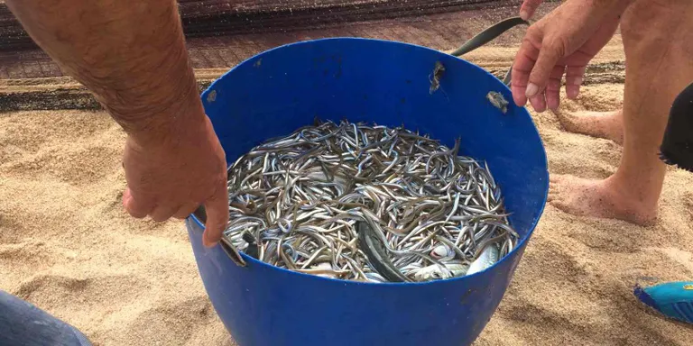Aturen la pesca de sonso dos mesos abans del previst per falta de captures