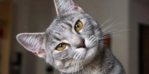 Vespella de Gaià impulsa una campanya d’esterilització i control sanitari de les colònies felines