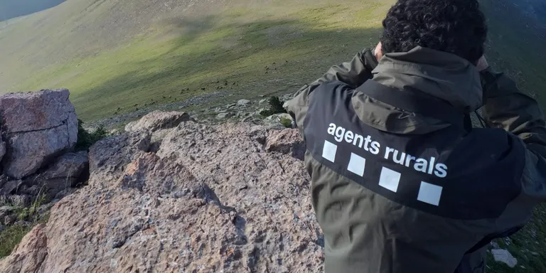 Cens d'isards a la reserva de caça del Cadí