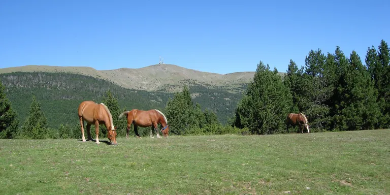 Sortida nocturna de marxa nòrdica al Pic de l'Orri