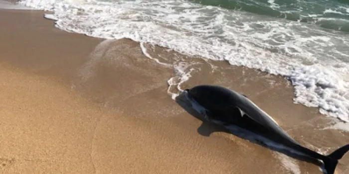 Apareix un dofí mort a la platja de la Picòrdia