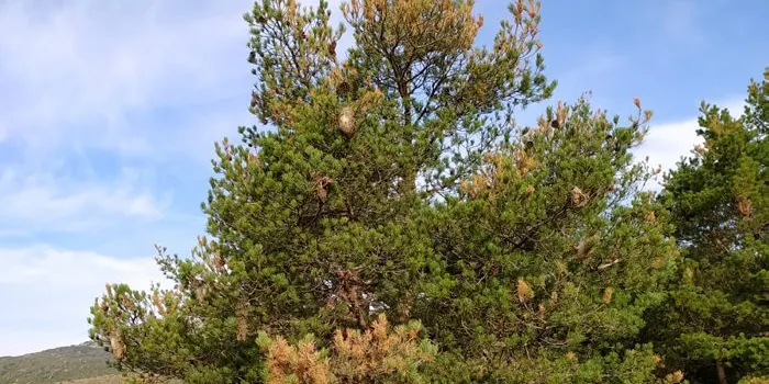 Els boscos del Solsonès rebran el 40% dels tractaments aeris per la processionària de tot el país