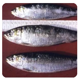 Tres sardines i un bacallà