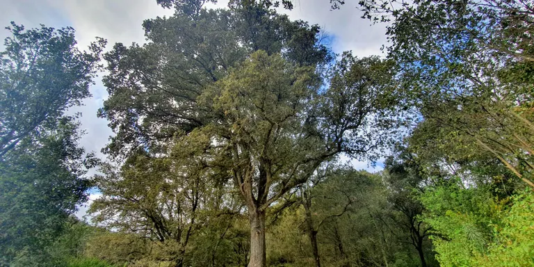 Boscos del Montnegre, gestió o conservació enfront el canvi climàtic?