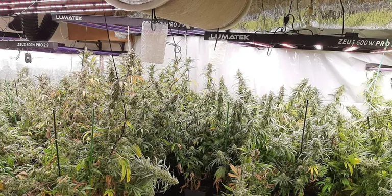 Quatre detinguts per tenir una plantació de marihuana en una masia aïllada a Òdena