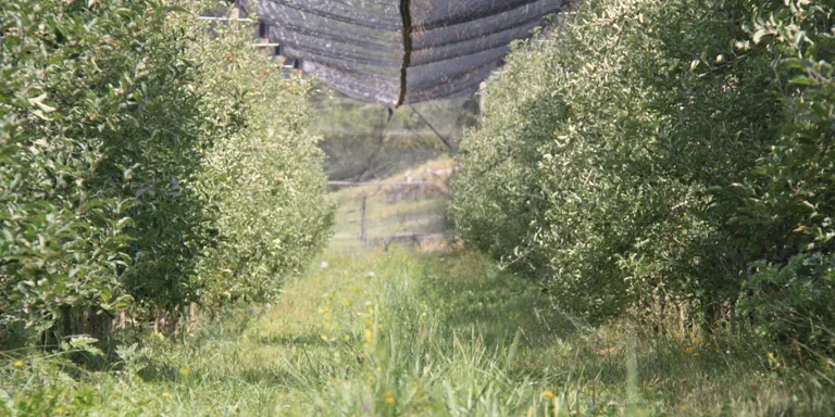 La biodiversitat centra les setenes Jornades de fructicultura ecològica a les zones de muntanya d'aquest divendres