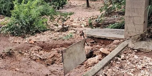 Les plantacions d’oliveres i cítrics, les més afectades pel temporal a les Terres de l’Ebre