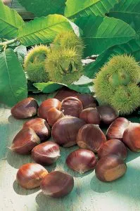 Parlem de verdures amb David Maltas. Productes de tardor.