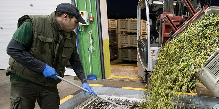 L’oli verge extra de la Cooperativa de Cambrils conserva tota la seva qualitat durant 18 mesos