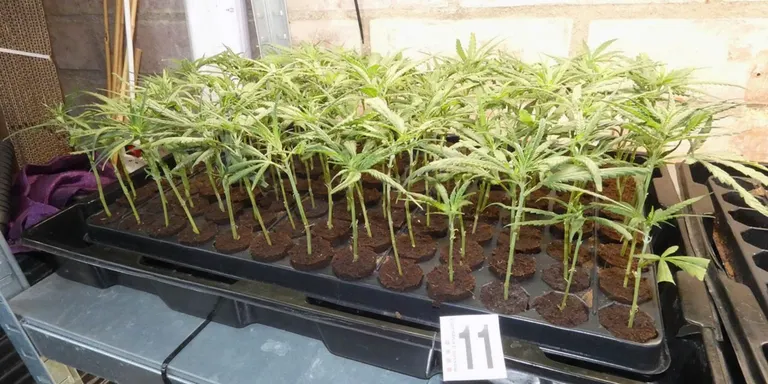 Els Mossos detenen dues persones a Almoster que cultivaven esqueixos de marihuana