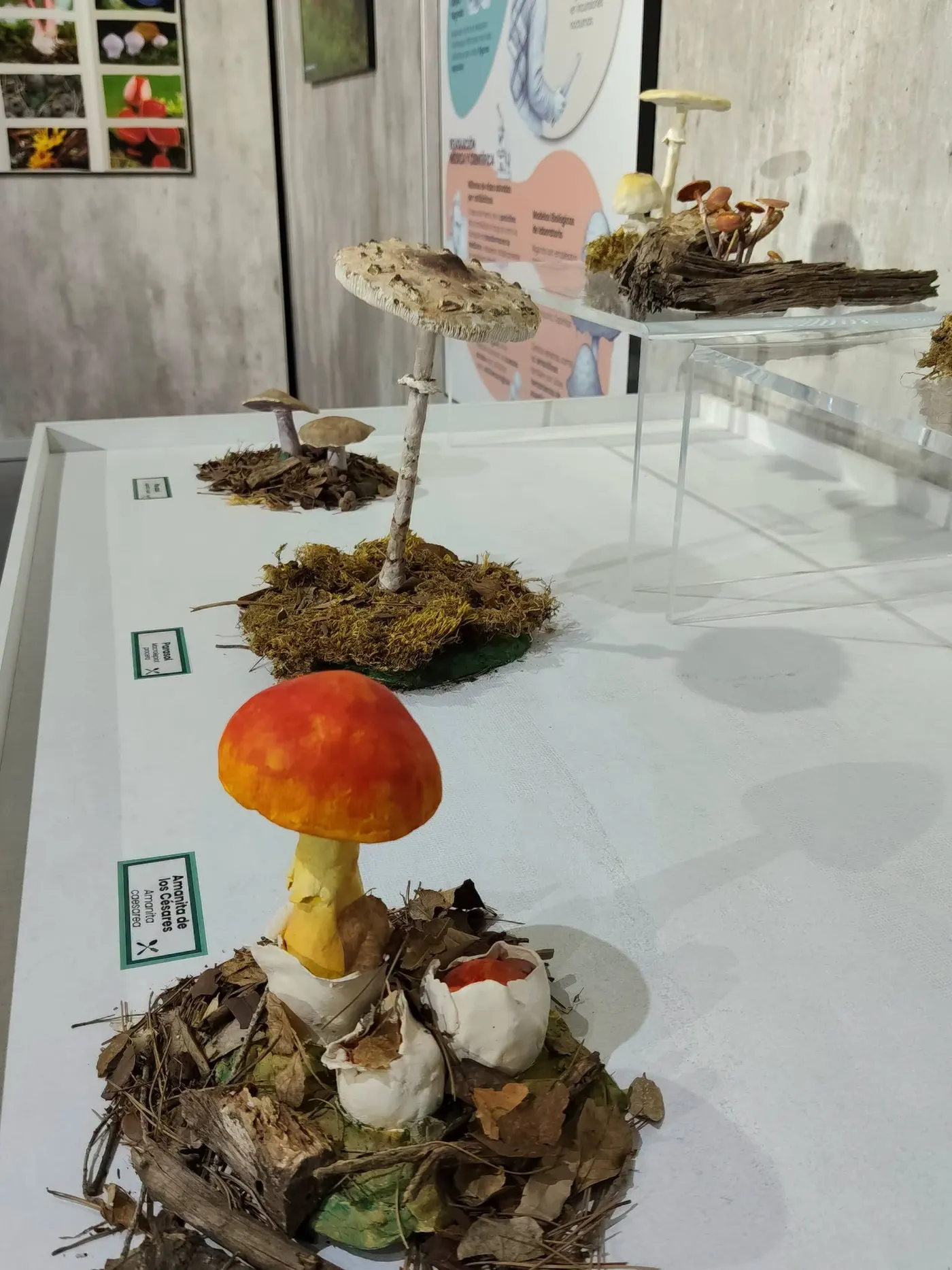 Hasta el 18 de noviembre se desarrollan las XXI Jornadas Micológicas, organizadas por el Museo de la Biodiversidad, el Jardín Botánico Finca Torretes y ASOMA