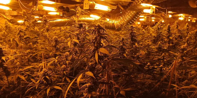 L'accident d'un cotxe cremat comporta el descobriment d'una altra plantació de marihuana a Arenys de Munt, la quarta en pocs dies