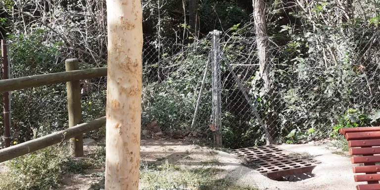 Quatre arbres del parc de Can Rius moriran a conseqüència d’un acte vandàlic