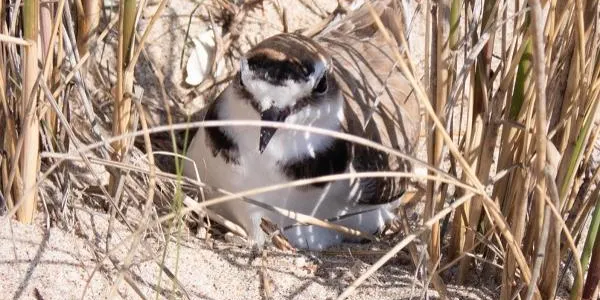 Neixen 3 pollets de corriol camanegre a la platja del Vinyet d'Altafulla