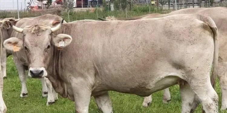 Èxit de la segona subhasta de Bruna dels Pirineus feta mitjançant WhatsApp